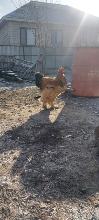 Брамма кораздар сатылады