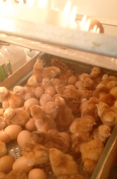 Хонаки товук жужалари сотилади