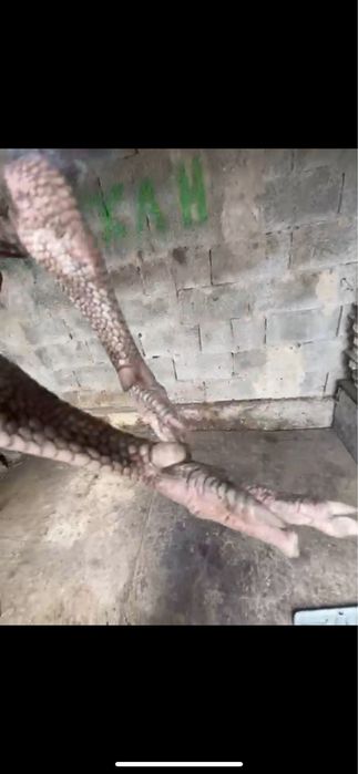 Средний зат дакан