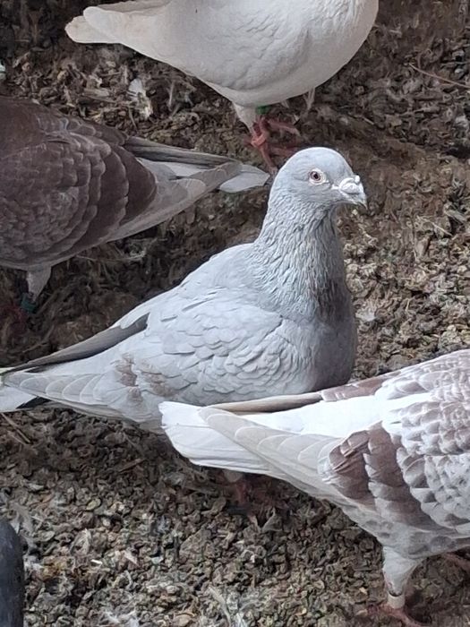 Porumbei voiajori inelati