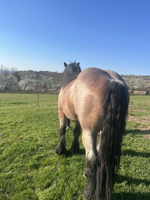 Armasar pentru monta