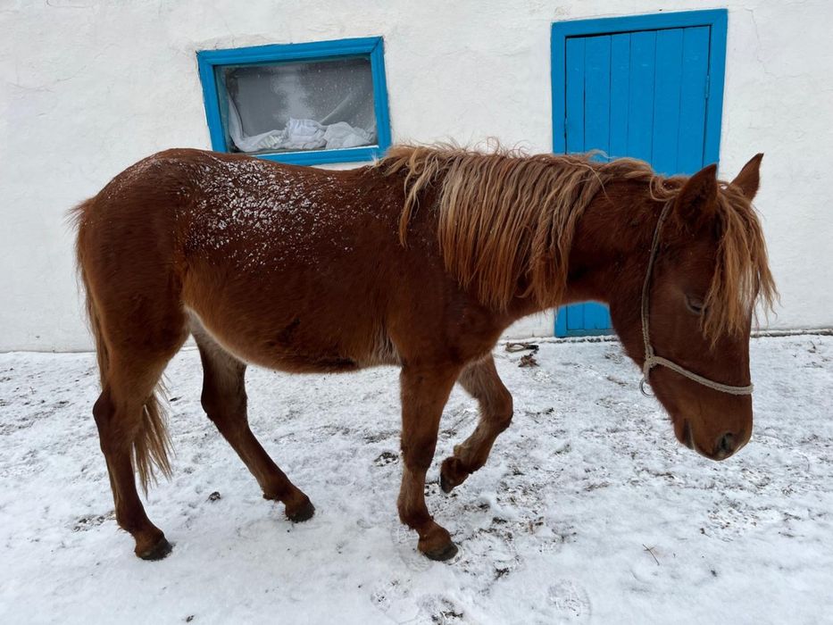 1,5жасар сатылад