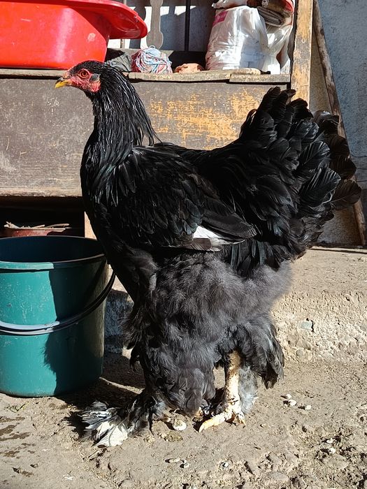 Cocosi Brahma tineri