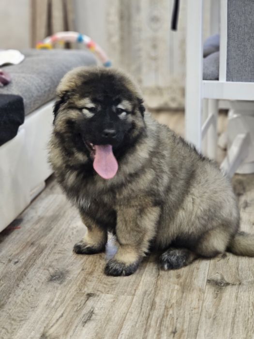 Femelă Ciobanesc Caucazian