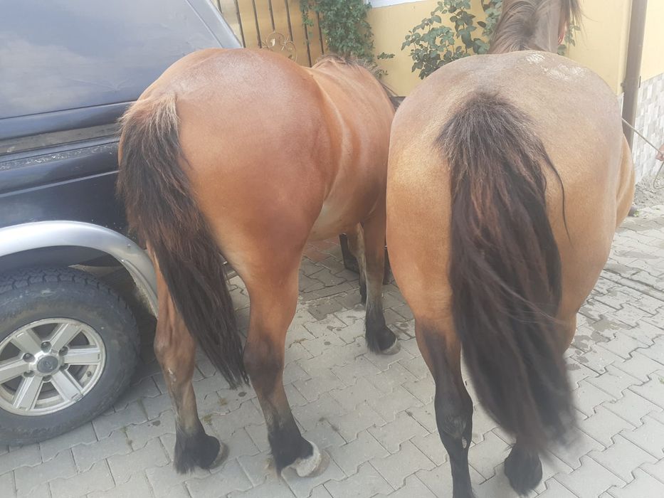 Vând o iapă gestantă  și o mânză
