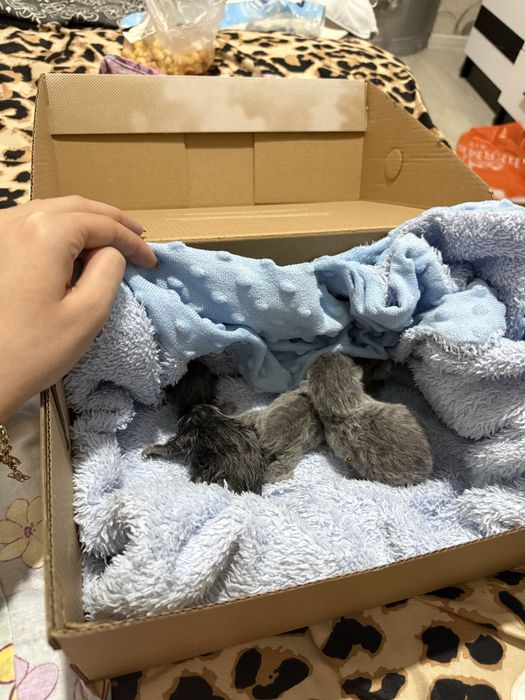 Чистокровные шотландские котята