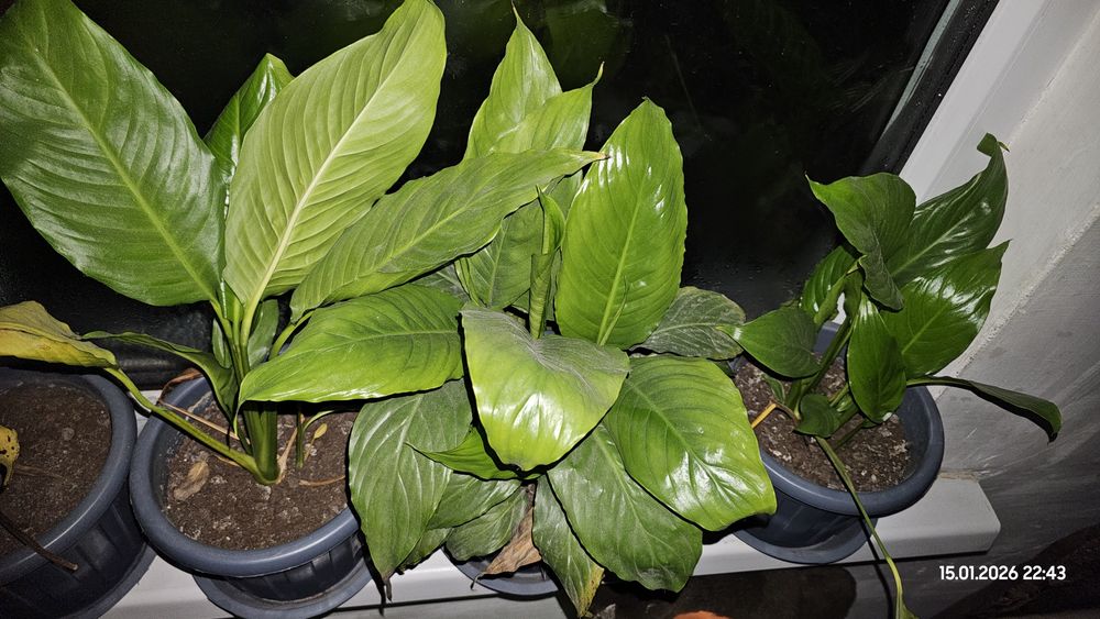 Цветок женское счастье