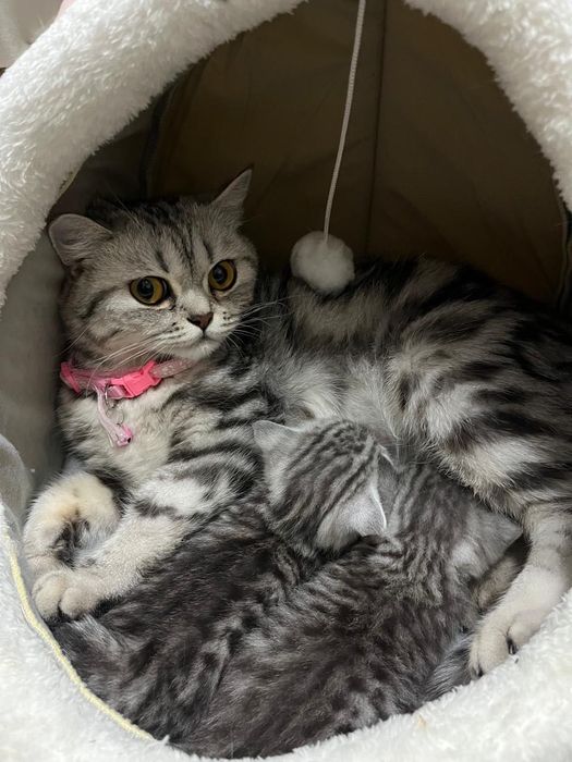 Продам котенка. 25 000