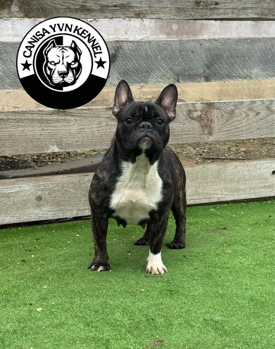 Femela buldog francez