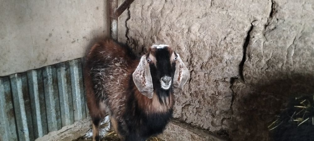 Теке.                  .