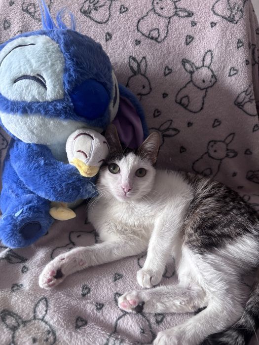 мальчик, 4 месяца, в добрые руки