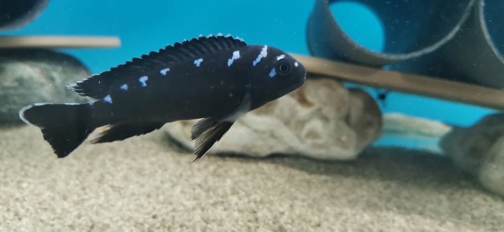 Рибки Африкански цихлиди