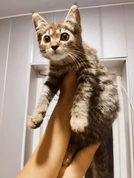 Милая, ласковая кошечка тигрового окраса, помесь сибирской