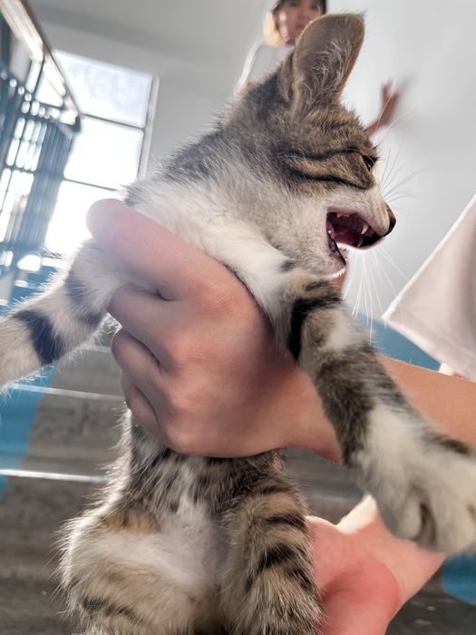 Изем любящий дом для котенка