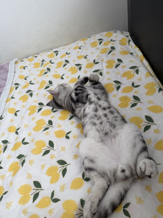 Кот,породистый,Срочноо продам
