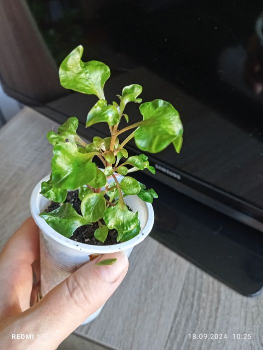 Продам отростки растений укорененые