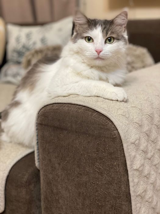 Кошечка в любящие руки