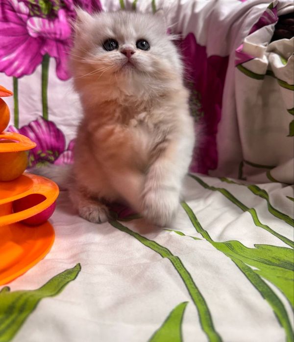 Продаётся котёнок скоттиш страйт!