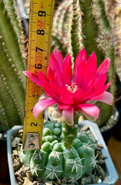 Кактус цъфтящ Gymnocalycium BALDIANUM цъфти в червено-цикалмено