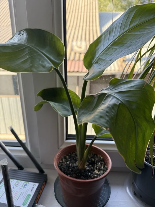 Продам комнатные цветы