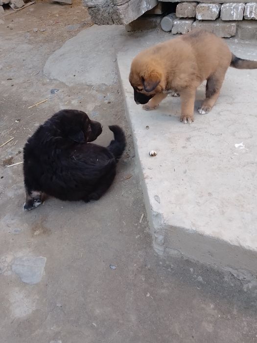 Alabay zottor it bolasi koʻrinishi zoʻr bir yarim oylik