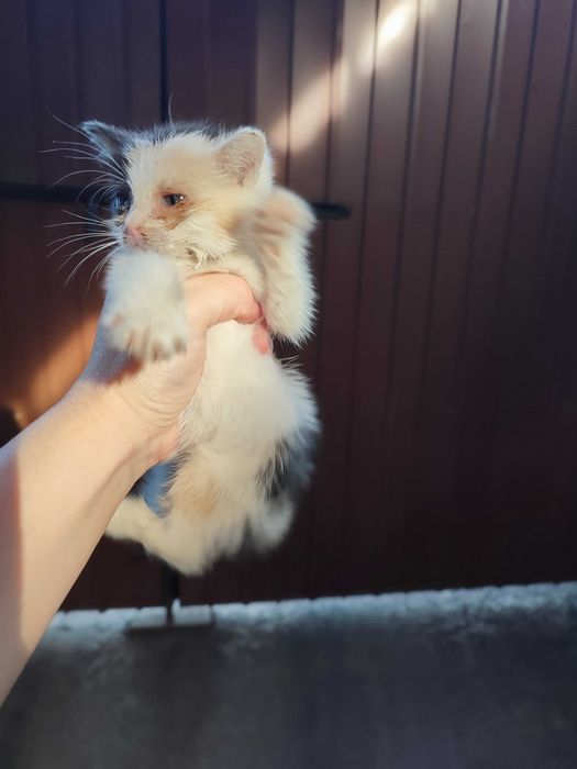 Отдам котёнка бесплатно