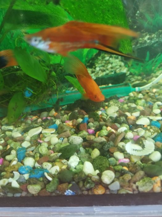 Самец меченосец флаговый