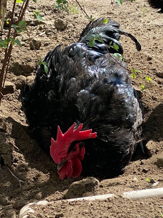 Qora shahzoda tovuqlarining tuxumlari sotiiladi!