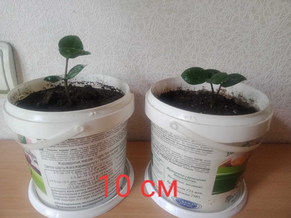 Цветок Замиокулькас