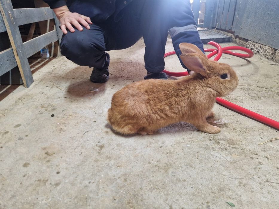 2- Бургунский  2-Полтавский