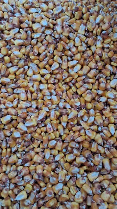 Porumb boabe an 2025