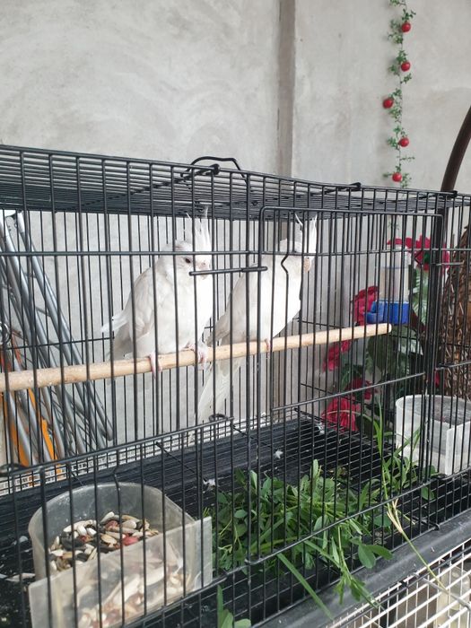 Кареелла дубайская