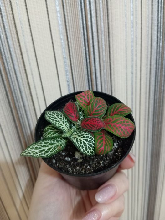 Продам Фиттония (красная, зелёная, белая))