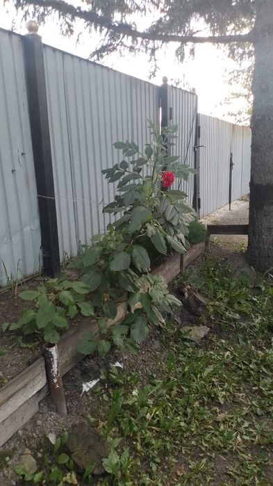 Продам срочно в связи с переездом