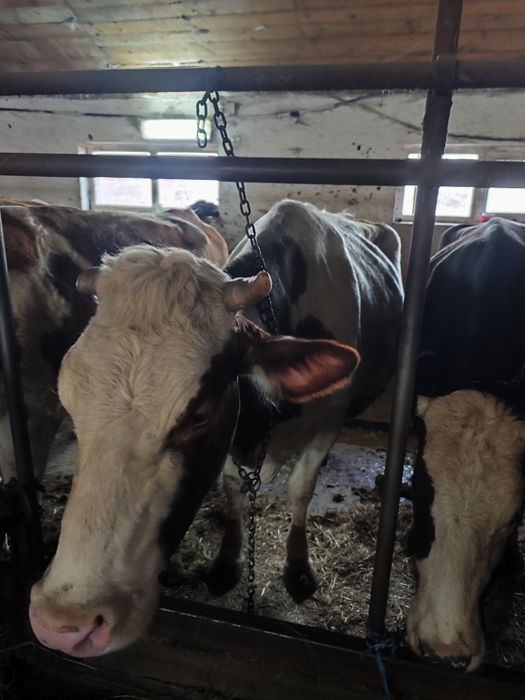 Vînd vacă gestantă