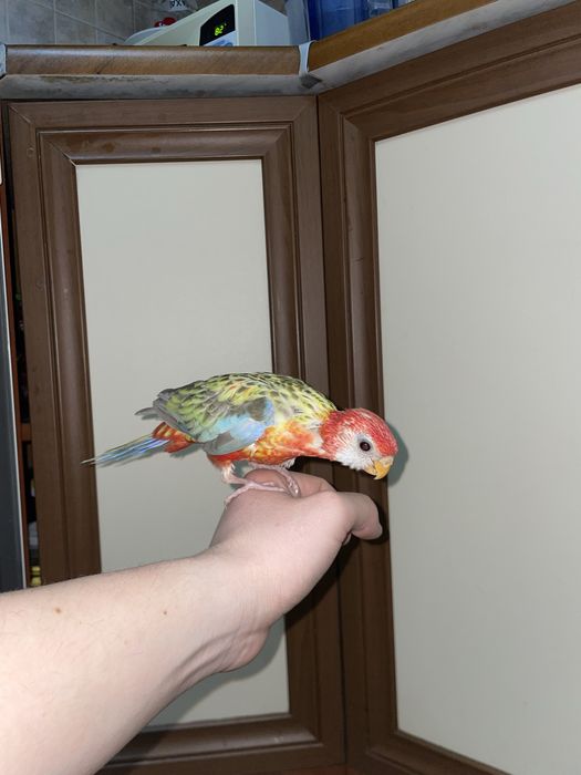 Продается ручной попугай Розелла