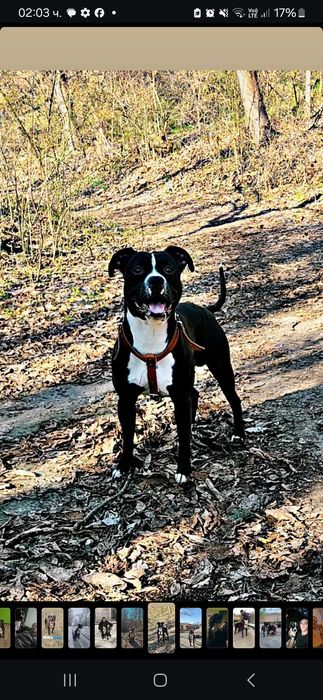 Малки бебета питбул