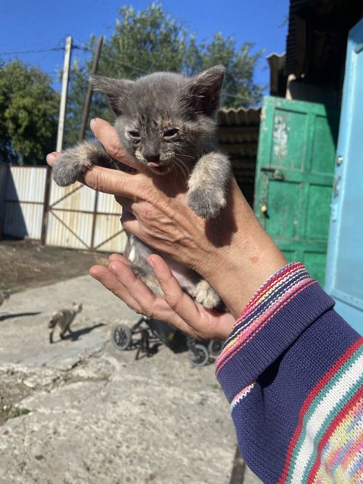 Отдаю милых котят