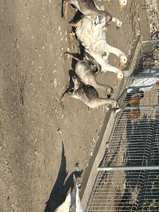 Vand 13 boboci de 2 luni cu 2 gaste . Pret 1150 lei . Si o familie de 3 gaste si un gascan de anul acesta .