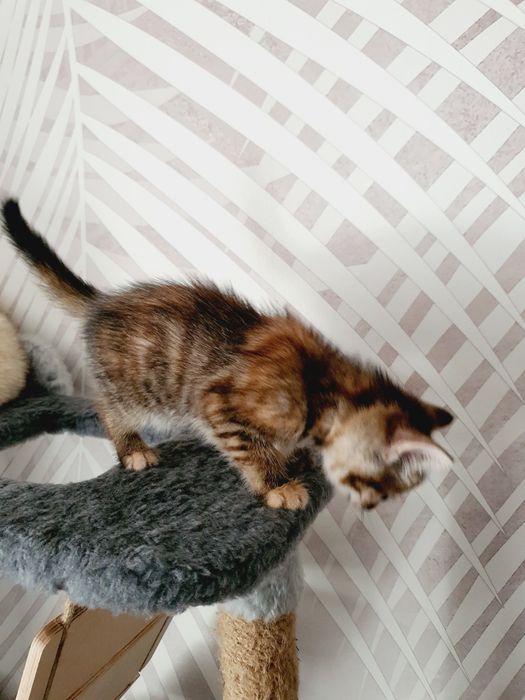 Отдам в добрые руки