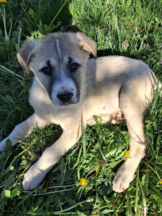 Тези две малки мъжки  кангалчета си търсят стопани. На 2 месеца са. Им