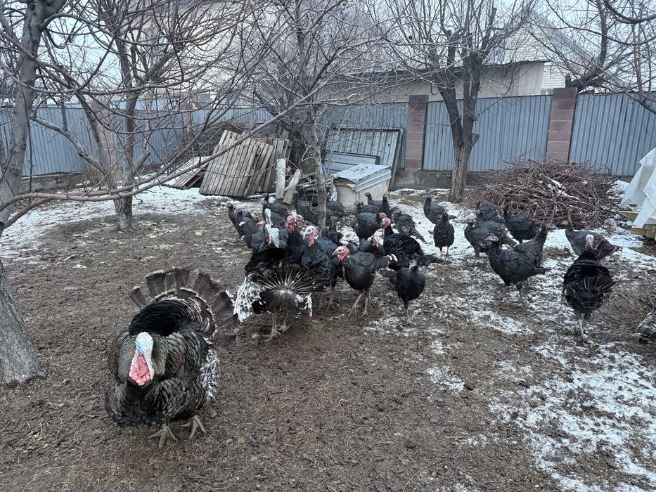 Продаётся индюки сатылымда индюктар