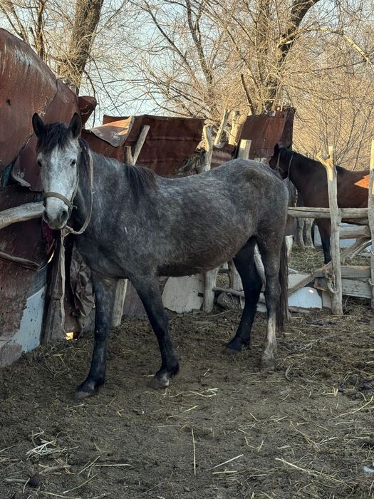 Буаз биелер байтал кобыла