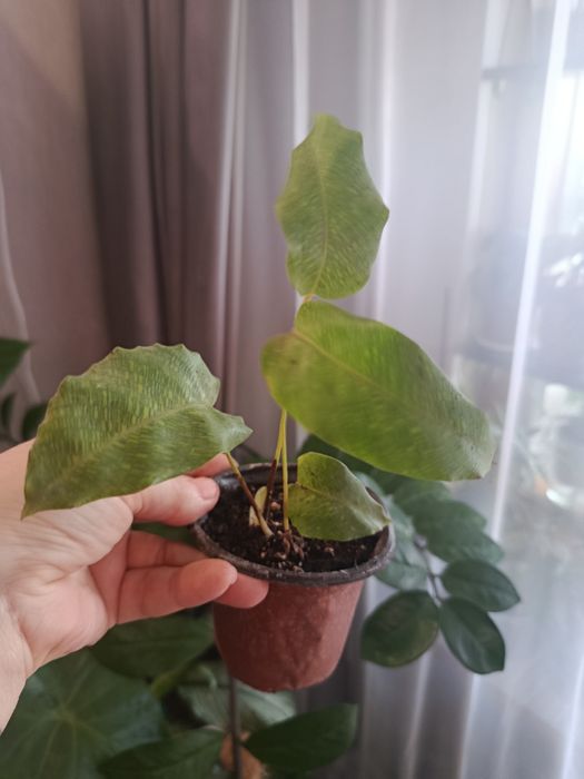 Отростки большой выбор