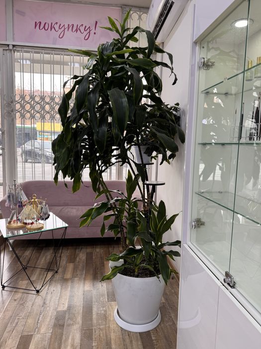 Драцена большая