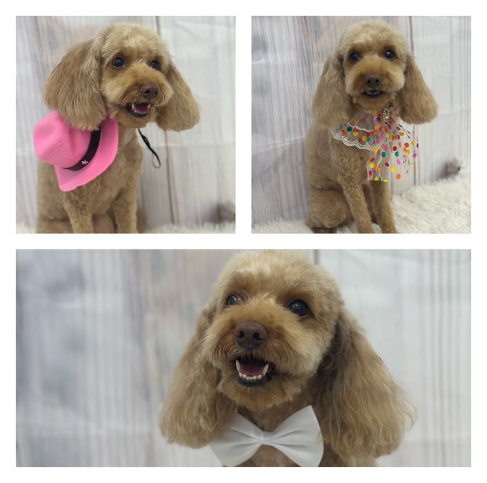 Toaletaj canin profesional – Salon Animed Pro | Drumul Taberei