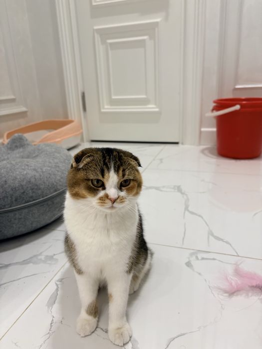 Скоттиш фолд. Девочка