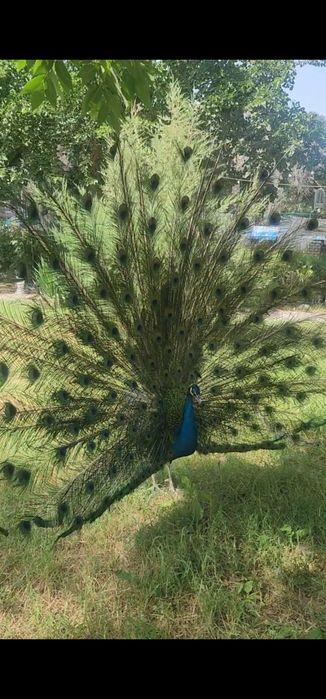 Tovuslar sotiladi 4 dona nar 2 dona moda.