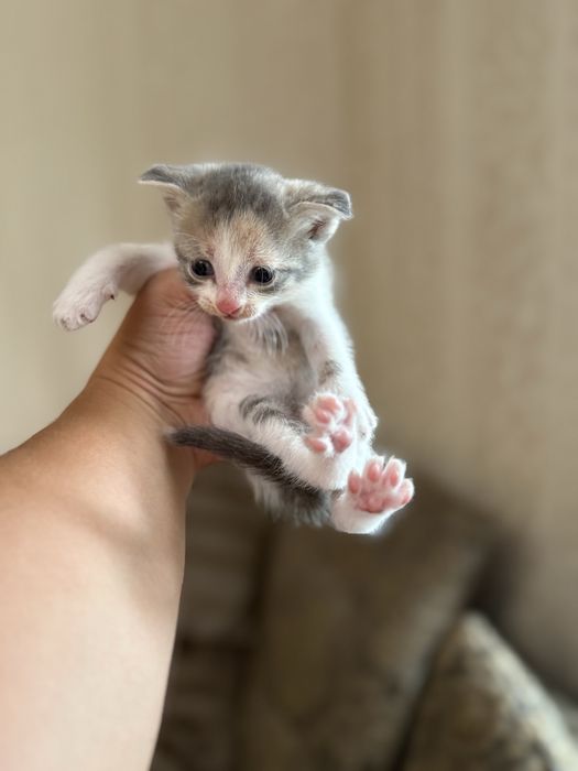 Вислоухие котята