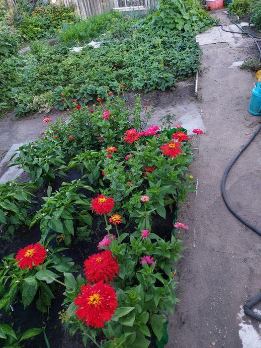 Продам дачу. Гудок.